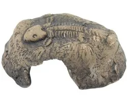 Ceramicnature Aquarium-fossiel 8 X 6 Cm Keramiek Bruin