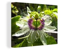 Gros plan d'une fleur de la passion parmi la verdure 40x30 cm - petit - Tirage photo sur toile (Décoration murale salon / chambre) / Peintures sur toile Fleurs