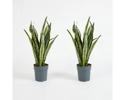 Bloomique - Lot de 2 - Sansevieria Laurentii - Langue de Belle-Mère - Plantes d’intérieur - Dépolluante - Très facile à entretenir - Hauteur 30-40 cm - Pot 12 cm