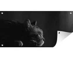 Affiche de clôture Un American Shorthair est allongé sur la table - noir et blanc - 200x100 cm - Toile de jardin