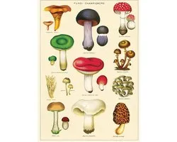 Poster Paddenstoelen - Cavallini & Co - Vintage Schoolplaat Mushrooms