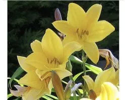 6 x  Hemerocallis 'Corky' - DAGLELIE - pot 9 x 9 cm