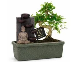 vdvelde.com - Bonsai boom S-vormig ca. 10 jaar met Boeddha waterval - Compleetset met easy-care watersysteem - Indoor kamerplant - Cadeau set