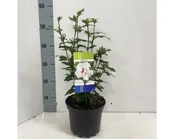 Hibiscus syr. 'Speciosus' - Tuinhibiscus | 40-50 cm in pot