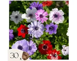 Plante en boîte - Anémone - Set de 30 - Anémone de Caen - Bulbes de fleurs