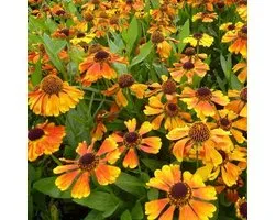 6x Tournesol - Helenium 'Mardi Gras'® - Pot 9x9cm