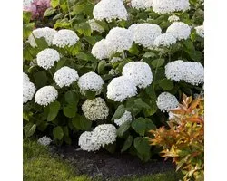 12 x Hortensia Strong Annabelle Wit - Bolhortensia Winterhard - Hydrangea 'Incrediball' in C3(liter) pot met hoogte 10-40cm