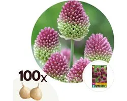 Plant in a Box - Allium Sphaerocephalon - Bloembollen x100 - Trommelstok - Bloembollen voor Tuin, Terras of Balkon