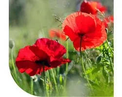 MRS Graines de pavot (Papaver rhoeas) 1 kg - Graines de Poppy - Fleurs rouges - Graines de fleurs faciles - Idéal pour les prairies mellifères et fleuries