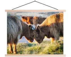Scottish Highlanders in Dartmoor National Park affiche textielposter lattes vierges 40x30 cm - petit