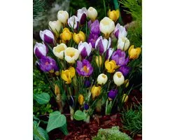 Mélange botanique Crocus 25 pièces