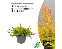 Singleplants - 10x Calluna vulgaris 'Wickwar Flame' - Pot P10,5 - bodembedekker - winterhard tot -20°C