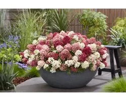 Hydrangea pan. Groundbreaker® Ruby - Set van 2 - Winterhard - Bodembedekkende Hortensia - Pot 1.5 Liter - Rode Bloem