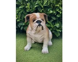 Engelse Bulldog groot levensecht 38 cm hoog - polyester - polystone - beeld - tuinbeeld - hoogkwalitatieve kunststof - decoratiefiguur - interieur - accessoire - voor binnen - voor buiten - cadeau - geschenk