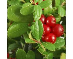Vaccinium Macrocarpon - Grote Veenbes 30-40 cm in pot