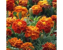 Tagetes Patula nana double ‘Sparky’ ca 5 gram