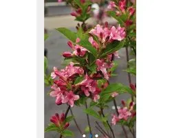Weigela 'Rosea' - Weigela 50 - 60 cm in pot
