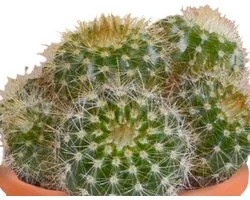 Megamix 15 pièces - Cactus et succulentes 5,5 cm en pot terre cuite