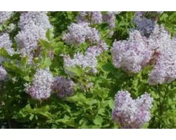 Syringa patula 'Miss Kim' - Sering, Ligustersering 40 - 60 cm in pot