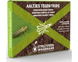 Aaltjes tegen Trips 10m² - Steinernema Feltiae - Nematoden tegen trips - Trips bestrijden - Afweermiddelen binnen
