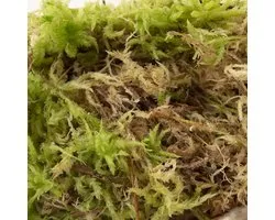JUNAVERA Levend Sphagnummos | Zak 2 liter | Natuurlijk vochtregulerend mos