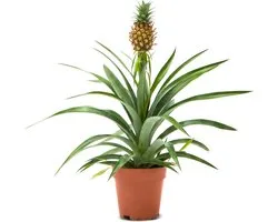 WL Plants - Ananasplant - Ananas Comosus - Kamerplanten - Bromelia - Anti Snurk - Zeer Luchtzuiverend - Gemakkelijk Te Verzorgen - ± 45cm hoog – 12 cm diameter - In Kweekpot