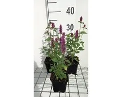 6x Dropplant - Agastache hybr. 'Beelicious Purple'® | 9x9 cm pot