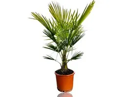Tropictrees - Palmboom - Trachycarpus Fortunei - Plant - Winterhard - Pot ⌀ 32cm - Hoogte ca. 140cm