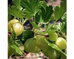 Ribes u.-c. 'Hinnonmaki Grön' - Kruisbes struik in pot