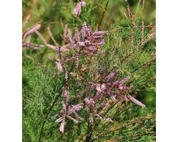 Tamarix ramosissima 'Pink Cascade' - Tamarisk 60 - 80 cm in pot