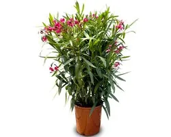 Sunny Tree - Plant - Oleander- Nerium Oleander - 140-160 cm - Kleur Rood - Buitenplant