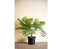 Blauwe jacaranda | Jacaranda mimosifolia Bonsai Blue | 60-80cm hoogte