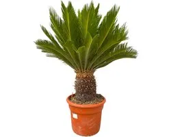 Cycas Revoluta - 130cm