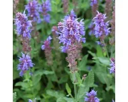 6x Salvia nemorosa 'Blauhügel' - Sauge - Pot 9x9 cm