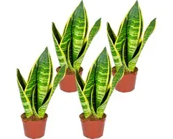 Bloomique - Sansevieria Superba - Vrouwentong - Kamerplanten - Luchtzuiverend - Zeer Gemakkelijk te Verzorgen - Hoogte 10-20 cm - Pot 9 cm