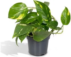 Hello Plants Epipremnum Aureum Scindapsus - Ø 12 cm - Hoogte: 20 cm - Drakenklimop Klimplant Hangplant