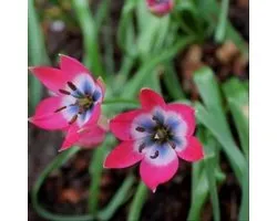 Tulipa Little Beauty | 20 stuks | Tulpenbollen
