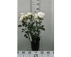 Rosa 'Witte Tros' - Roos in pot