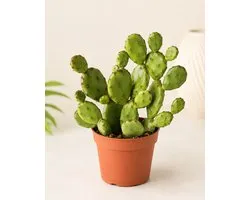 Cactus Kamerplant - Vijgcactus Ø 8,5 cm Pot - Hoogte 10 cm