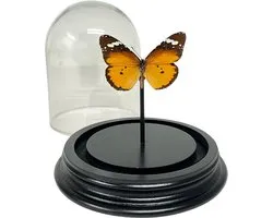 Danaus chrysippus - Petit papillon monarque sous dôme de verre - Papillon Oranje sous dôme de verre