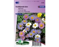 Sluis Garden - Alpenaster (Aster alpinus)