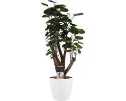 Polyscias Fabian vertakt met Elho white pot - Hoogte 50cm Potmaat 17 - Bektas Plants