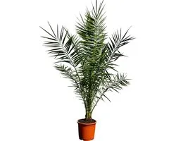 Tropictrees - Palmboom - Phoenix Canariensis - Canarische Dadelpalm - Pot ⌀ 30cm - Hoogte ca. 160cm