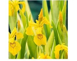 Moerings Iris Pseudacorus Variegata | Gele lis | In 9CM pot