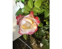 Rosa 'Nostalgie' - Rosa 'Nostalgie', Roos in pot