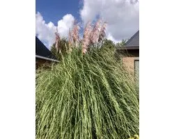 12 x Cortaderia Selloana 'Rosea' - Pampasgras in 9x9cm pot