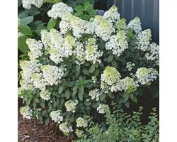 4x Hydrangea paniculata Bobo - Fleur d'hortensia blanche en plumet en pot de 3 litres