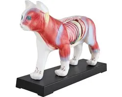Anatomie d'un chat selon la Médecine Traditionnelle Chinoise (MTC) - Modèle de chat - Modèle d'acupuncture - Matériel pédagogique - Chat - Modèle musculaire - Naturopathie - 36 points d'acupuncture - Modèle pédagogique MedMod