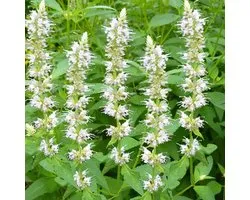 6 x Agastache Rugosa 'Albaster' - Anijsplant pot 9x9cm