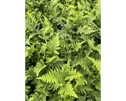 6x Gewone Eikvaren - Polypodium vulgare | 9x9 cm pot